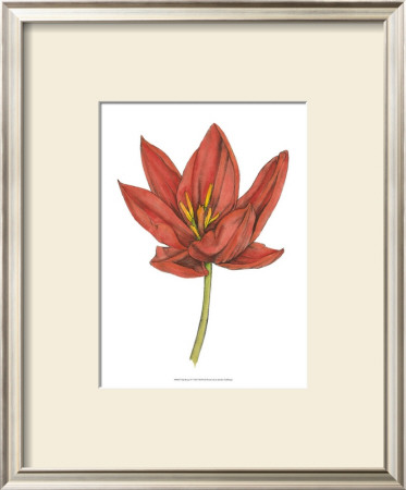 Tulip Beauty Iv by Jennifer Goldberger Pricing Limited Edition Print image
