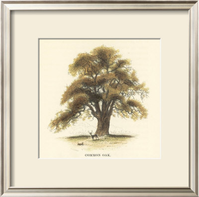 Common Oak by Samuel Williams Pricing Limited Edition Print image