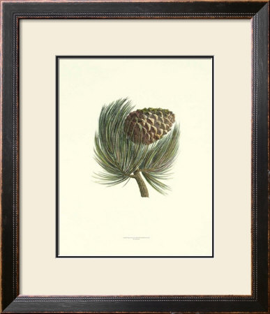 Pignon Pine by Deshayes Pricing Limited Edition Print image