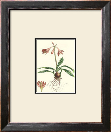 Amaryllis Reticulata by Pernotin Pricing Limited Edition Print image