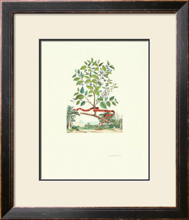 Mespilus Alpina by Abraham Munting Pricing Limited Edition Print image