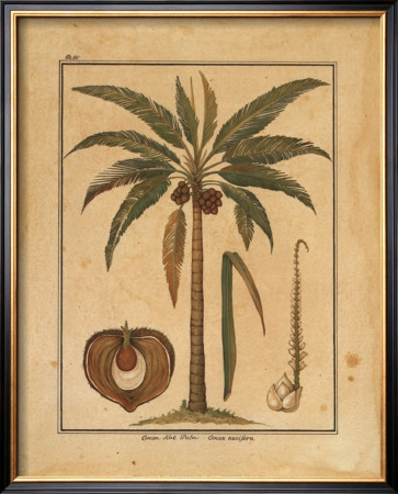 Cocoa Nut Palm by Rebecca Pricing Limited Edition Print image