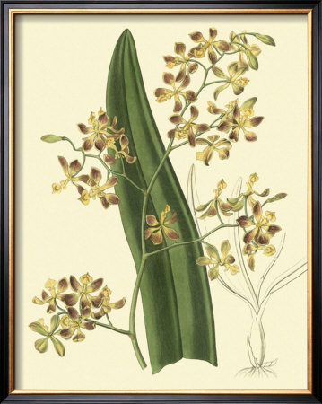 Antique Orchid Study Ii by Syndenham Edwards Pricing Limited Edition Print image