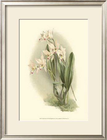 Orchid Garden Iii by H.G. Moon Pricing Limited Edition Print image