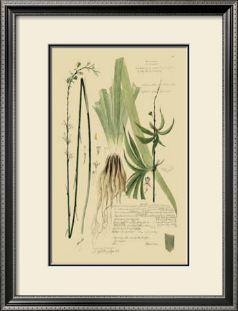 Ornamental Grasses Iii by A. Descubes Pricing Limited Edition Print image