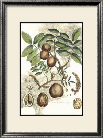 Antique Walnut Tree by John Miller (Johann Sebastien Mueller) Pricing Limited Edition Print image