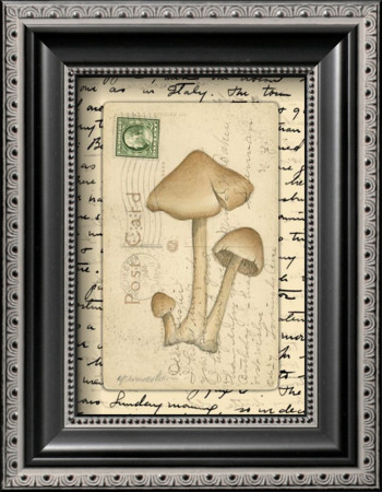 Mushrooms I by Nancy Shumaker Pricing Limited Edition Print image