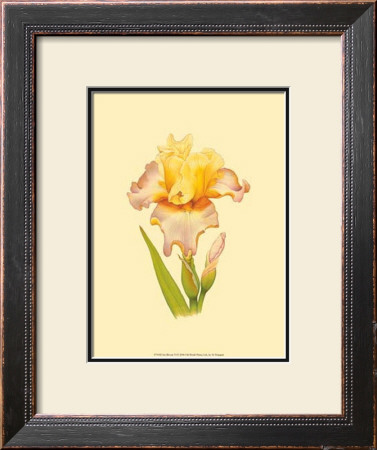 Iris Bloom Vi by M. Prajapati Pricing Limited Edition Print image