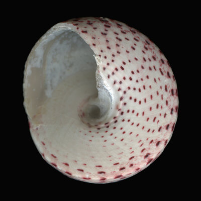 Underside Of A Trochid Snail Shell With Magenta Spots by Josie Iselin Pricing Limited Edition Print image
