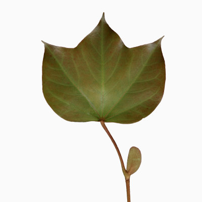 Leaf Venation Pattern by Jose Iselin Pricing Limited Edition Print image