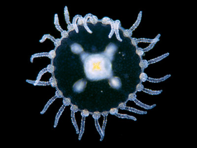 The Medusa Stage Of The Hydrozoa Obelia by Wim Van Egmond Pricing Limited Edition Print image