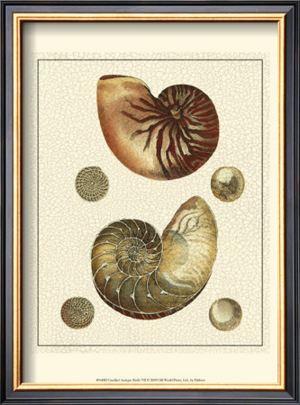 Crackled Antique Shells Vii by Denis Diderot Pricing Limited Edition Print image