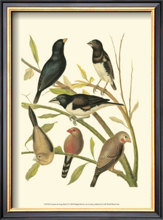 Canaries And Cage Birds I by Cassel Pricing Limited Edition Print image