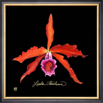 Vivid Orchid Ii by Ginny Joyner Pricing Limited Edition Print image
