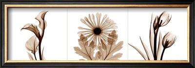 Sepia Floral Iii by Albert Koetsier Pricing Limited Edition Print image