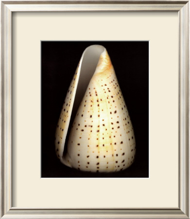 Lesser Butterfly Cone by Harold Feinstein Pricing Limited Edition Print image