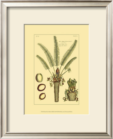 Printed Exotic Palm Iii by Pierre-Joseph Buchoz Pricing Limited Edition Print image