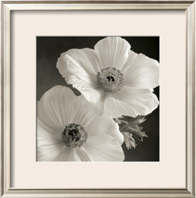Poppy Study I by Sondra Wampler Pricing Limited Edition Print image