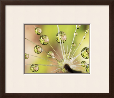Dandelion by Christopher Talbot Frank Pricing Limited Edition Print image