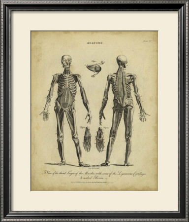 Anatomy Study Ii by Jack Wilkes Pricing Limited Edition Print image