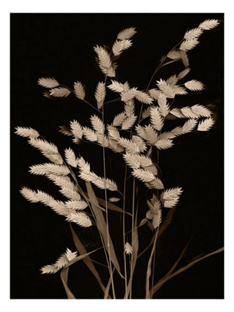 Wheat Fields I by Robert Creamer Pricing Limited Edition Print image