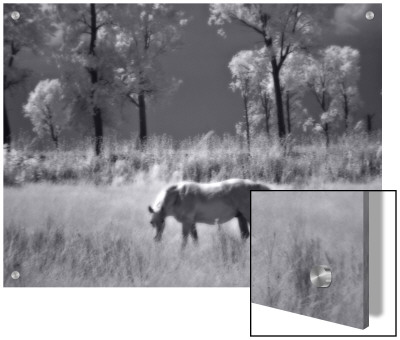 Horse Grazing In Open Field by I.W. Pricing Limited Edition Print image