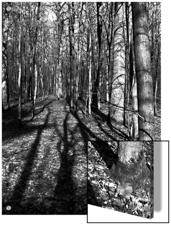 Tree Shadows In Forest by I.W. Pricing Limited Edition Print image
