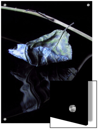Dried Blue Leaf by I.W. Pricing Limited Edition Print image