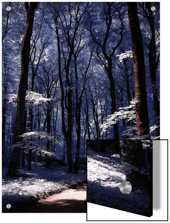 Trail Through Trees In Forest by I.W. Pricing Limited Edition Print image