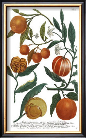 Weinmann Fruits Iii by Weimann Pricing Limited Edition Print image