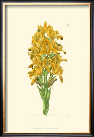Golden Beauty Iv by Sydenham Teast Edwards Pricing Limited Edition Print image