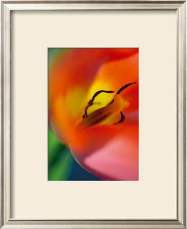 Tulipe V by Marc Ayrault Pricing Limited Edition Print image