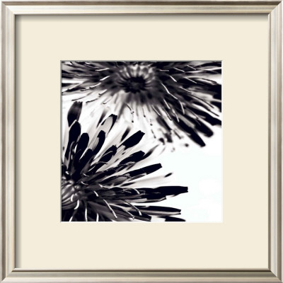 Contrasting Floral Ii by Jean-François Dupuis Pricing Limited Edition Print image