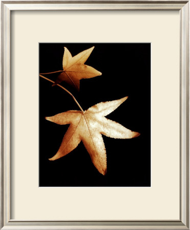 Double Maple Leaf by Helvio Faria Pricing Limited Edition Print image