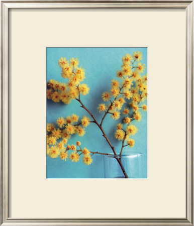 Mimosas Perfume by Amelie Vuillon Pricing Limited Edition Print image