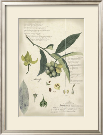 Descube Botanical Ii by A. Descube Pricing Limited Edition Print image