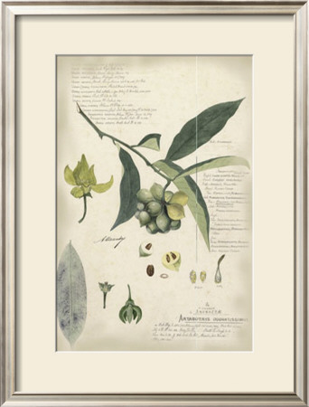 Descube Botanical Ii by A. Descube Pricing Limited Edition Print image