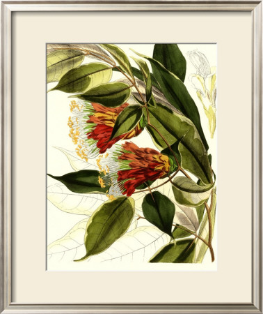 Fantastical Botanical Ii by Samuel Curtis Pricing Limited Edition Print image