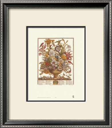 Twelve Months Of Flowers, 1730, September by Robert Furber Pricing Limited Edition Print image