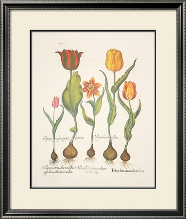 Tulips by Basilius Besler Pricing Limited Edition Print image