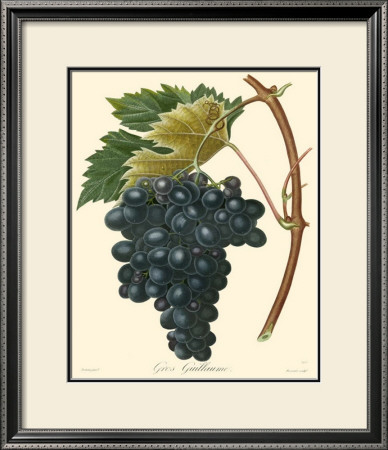 Grapes Ii by Bessa Pricing Limited Edition Print image