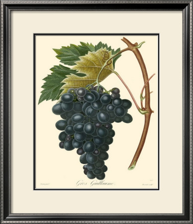 Grapes Ii by Bessa Pricing Limited Edition Print image
