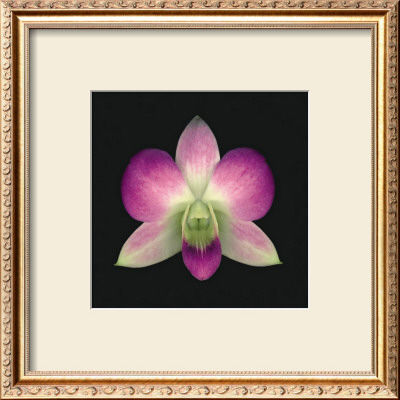 Dendrobium by Harold Feinstein Pricing Limited Edition Print image