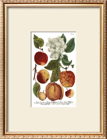 Weinmann Fruits I by Weimann Pricing Limited Edition Print image