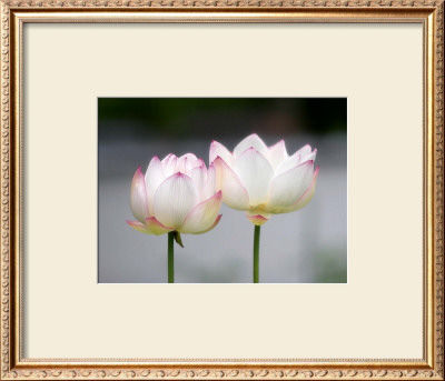 Lotus Flower by Shin Terada Pricing Limited Edition Print image