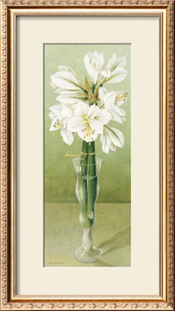 Amaryllis by Galley Pricing Limited Edition Print image