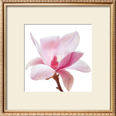 Magnolia I by Katja Marzahn Pricing Limited Edition Print image