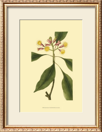 Tropical Ambrosia Iv by Sydenham Teast Edwards Pricing Limited Edition Print image
