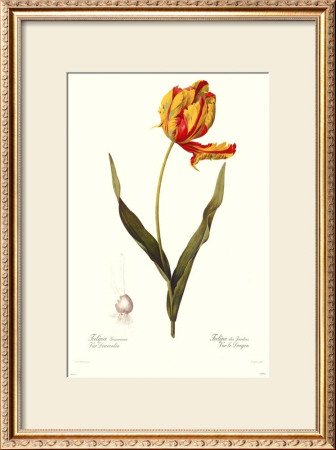 Tulipa Gesneria by Pierre-Joseph Redoute Pricing Limited Edition Print image