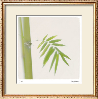 Bamboo Study 12 by Claude Peschel Dutombe Pricing Limited Edition Print image